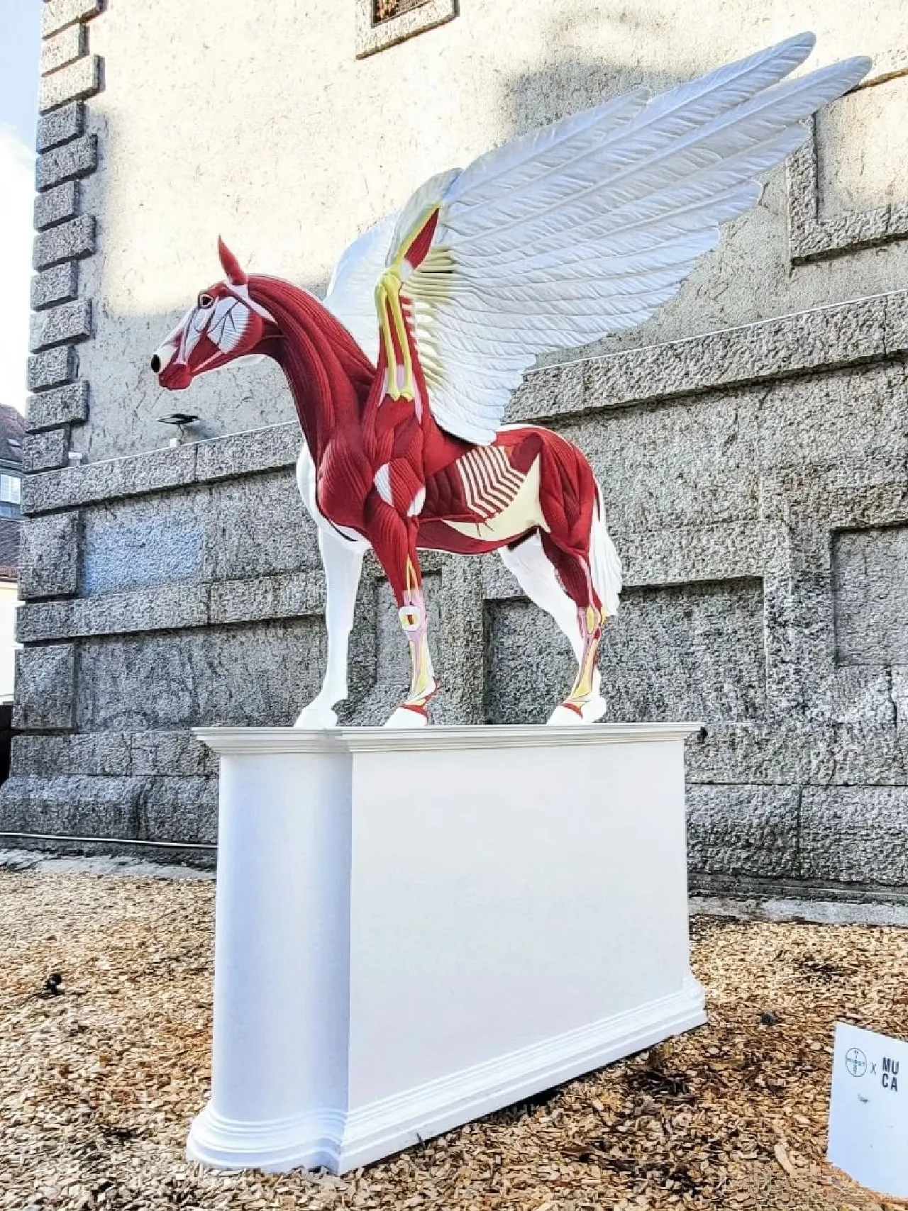 Split Anatomical Pegasus Fiberglass Sculpture for Outdoor Gallery and Plaza Landmark Art Display — view 4