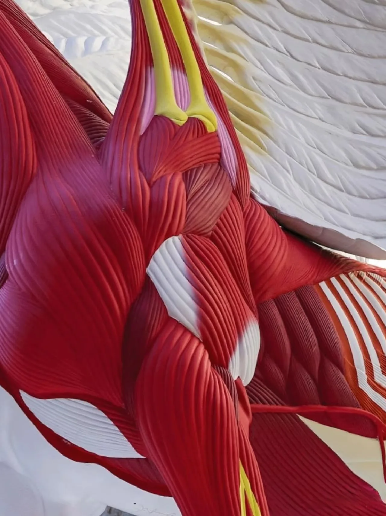Split Anatomical Pegasus Fiberglass Sculpture for Outdoor Gallery and Plaza Landmark Art Display — view 3