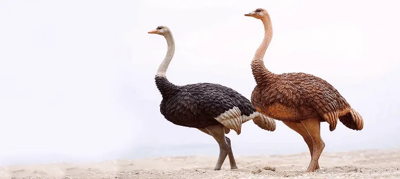 Life Size Ostrich Statues Sculptures For Sale – custom retail display image 2