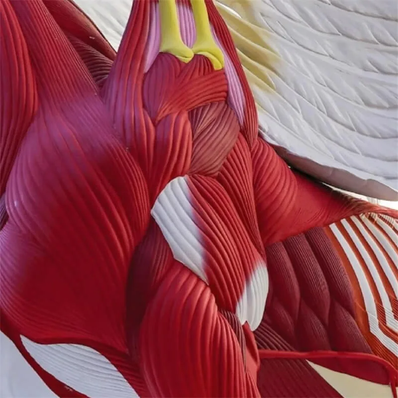 Anatomical Style Pegasus FRP Sculpture – Large Art Installation Ornament for Outdoor Plaza Viral Photo Spot Display — view 2