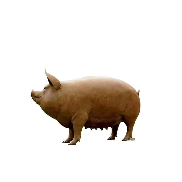 Farm Animal Statues Sculptures | Life Size Outdoor – Pig Statues image 6