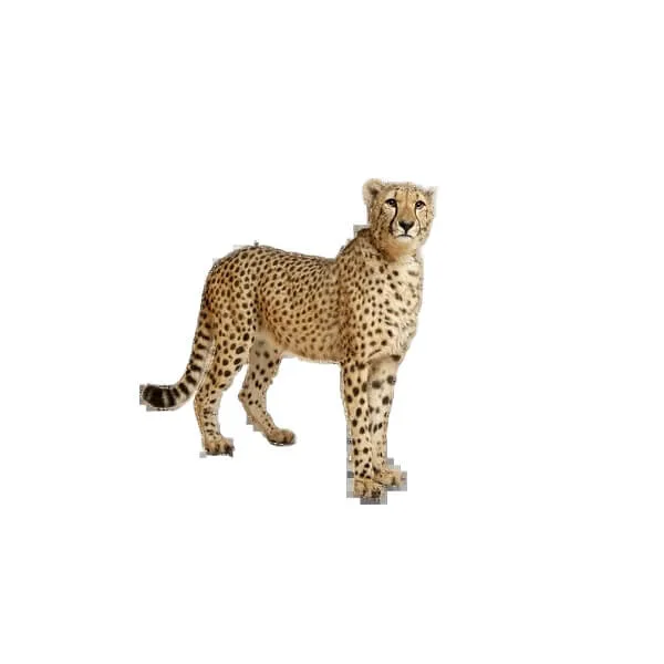 Life Size Wildlife Statues, Sculptures Figurines – custom retail display image 11