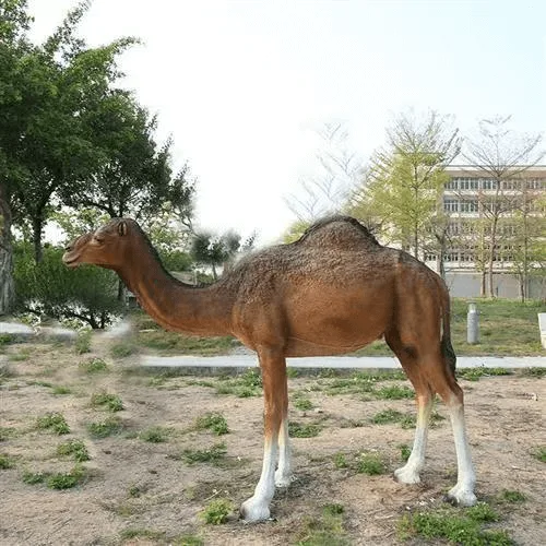 Camel Figurines Statues For Sale – custom retail display image 1