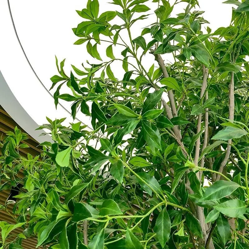 Large Artificial Trees Plants For Restaurants, Cafes Malls – custom retail display image 13