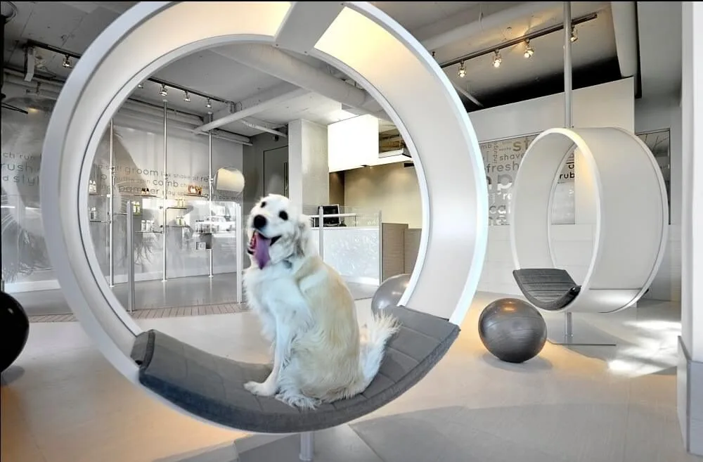 Pet Grooming Salon Design, Furniture Construction – Blue and Yellow Themed Pet Grooming Salon Decoration with Charimg Customi
