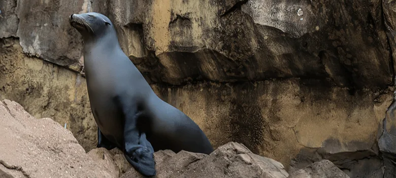 Large Sea Lion Seal Statues | Pinniped Mammal Sculptures – custom retail display image 4