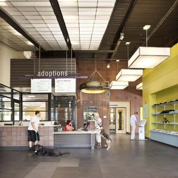 Displays, Fixtures Furniture For Service Industry – Animal Shelter image 14