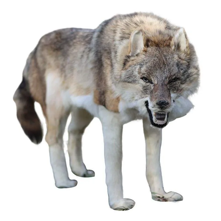 Life Size Wolf Statues for sale | Fiberglass Sculptures – custom retail display image 2